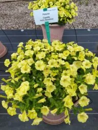 Capella™ Hello Sunshine