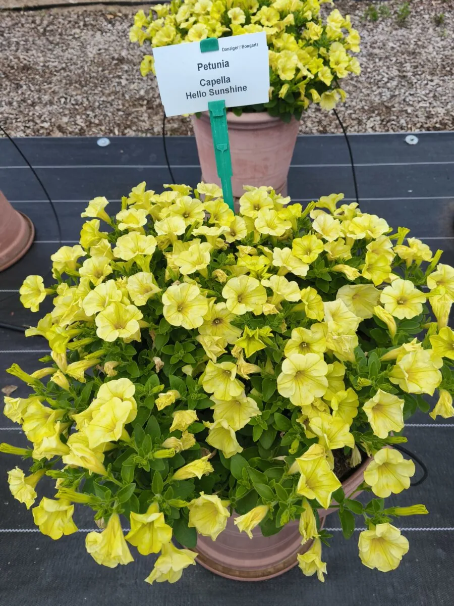 Capella™ Hello Sunshine