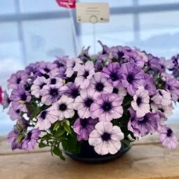 CASCADIAS™ Lavender Ice