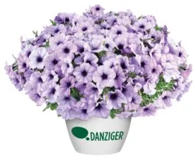 CASCADIAS™ Lavender Ice