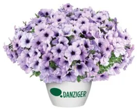 CASCADIAS™ Lavender Ice