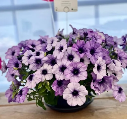 CASCADIAS™ Lavender Ice