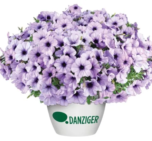 CASCADIAS™ Lavender Ice