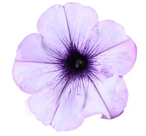 CASCADIAS™ Lavender Ice