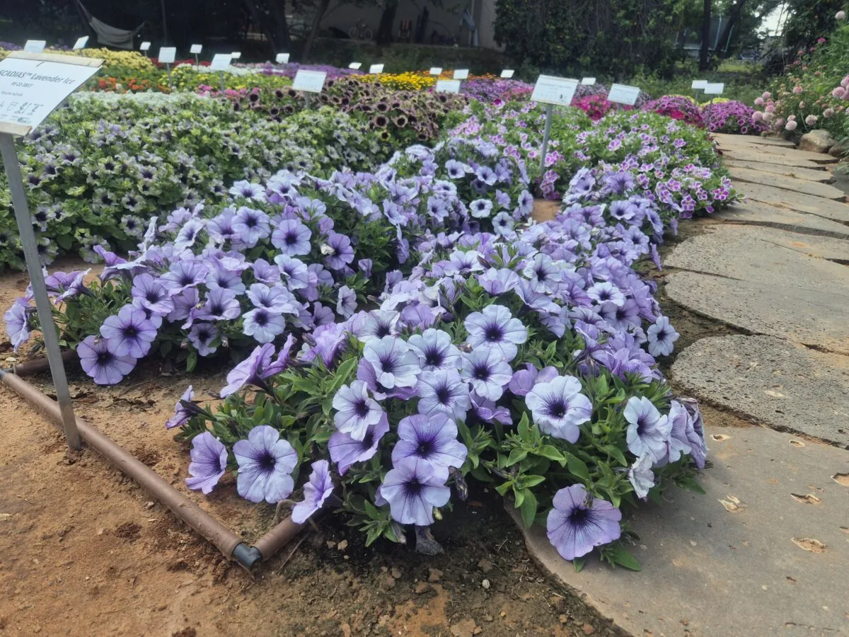 CASCADIAS™ Lavender Ice
