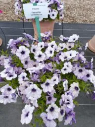 CASCADIAS™ Lavender Ice