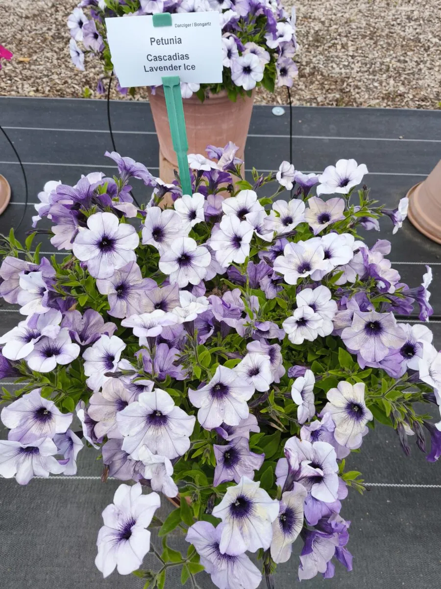 CASCADIAS™ Lavender Ice