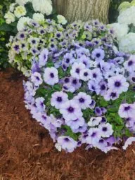 CASCADIAS™ Lavender Ice