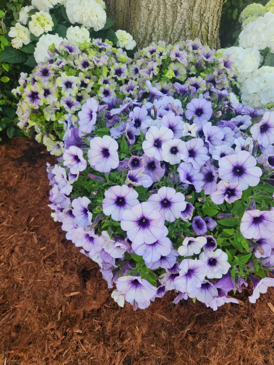 CASCADIAS™ Lavender Ice