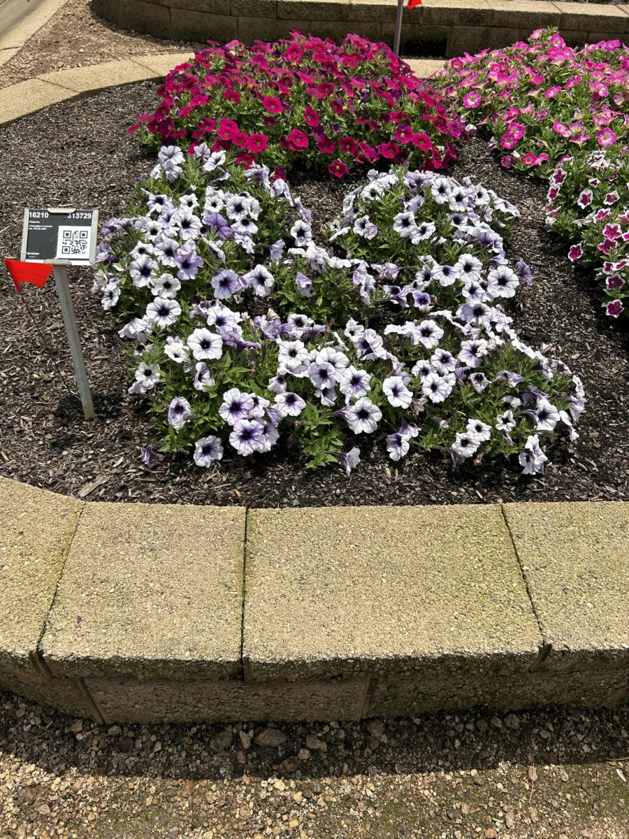 CASCADIAS™ Lavender Ice