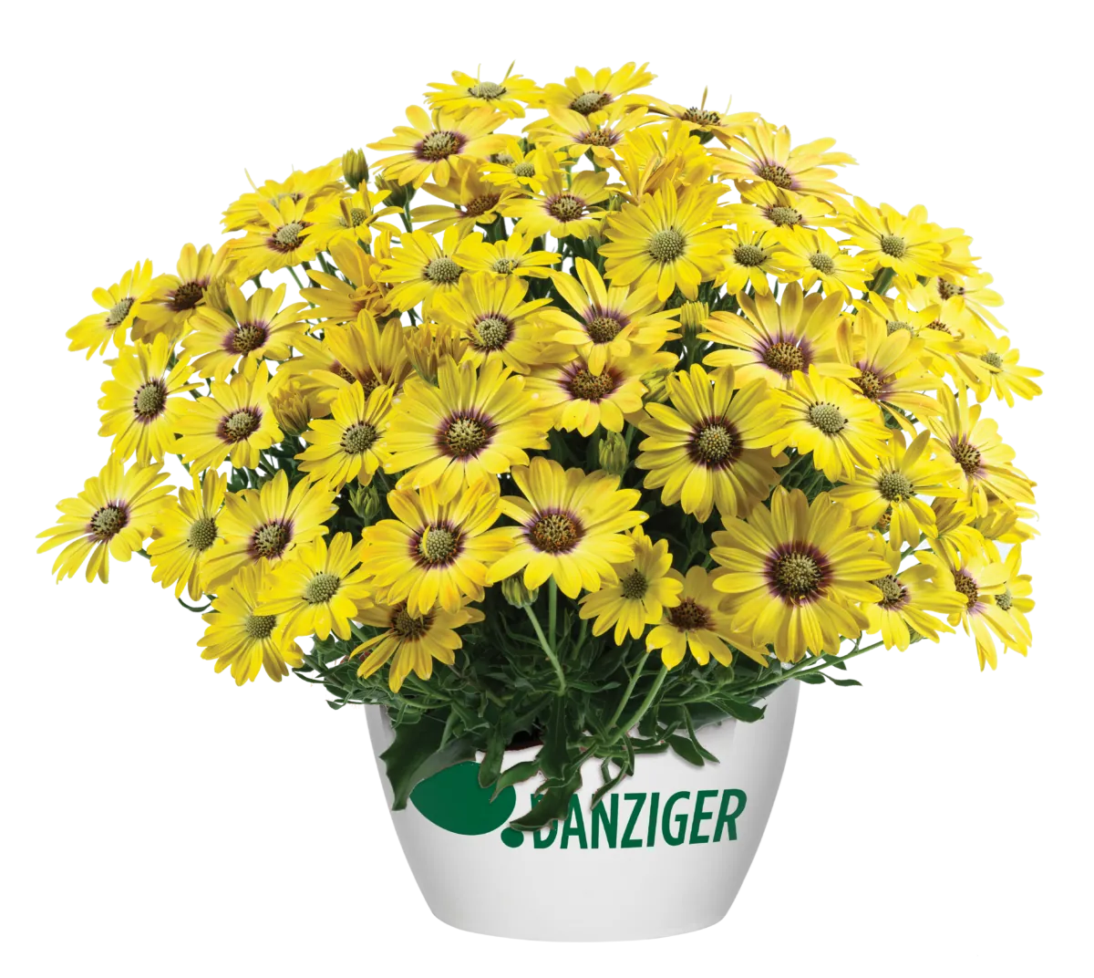 BESTIES™ Cheerful Gold
