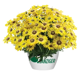 BESTIES™ Cheerful Gold