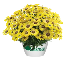 BESTIES™ Cheerful Gold