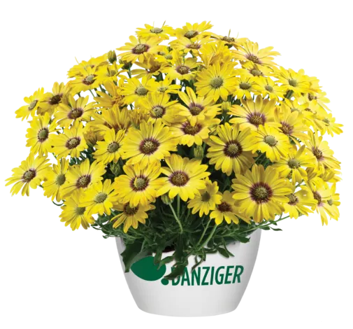 BESTIES™ Cheerful Gold