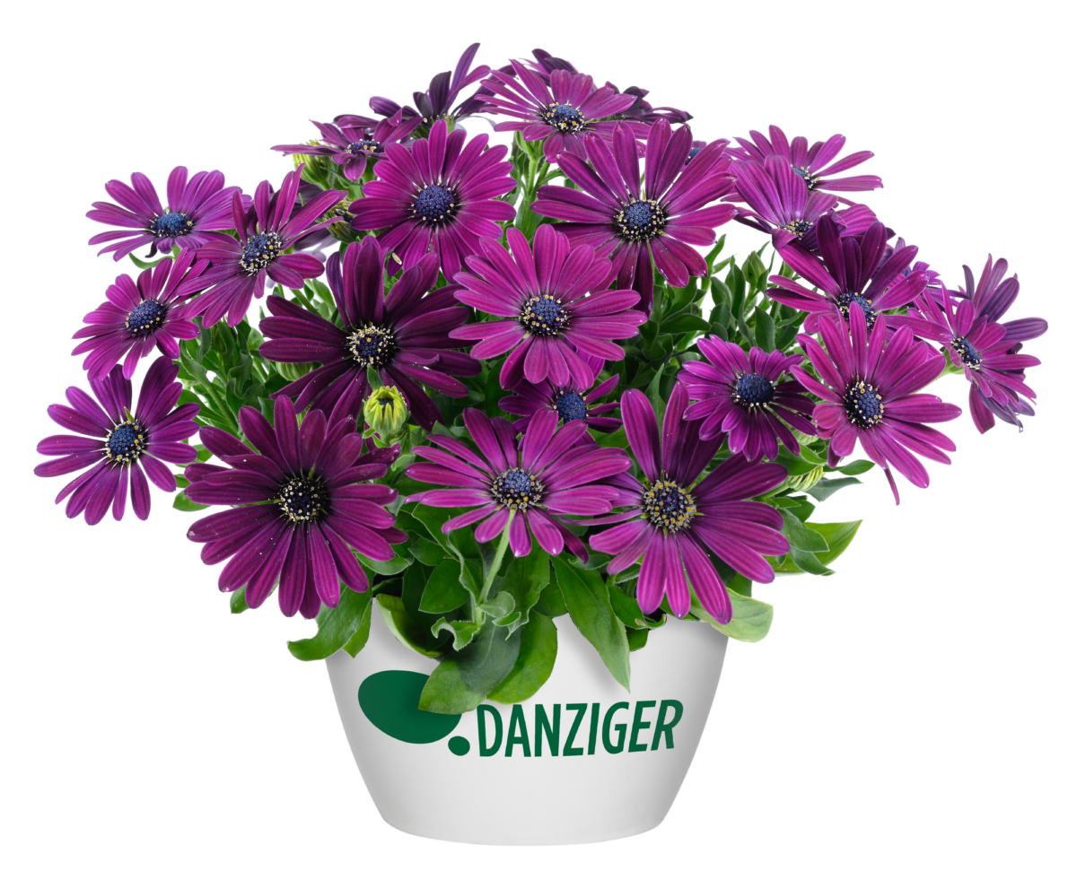 SCOPIA® DOUBLE Series - Danziger