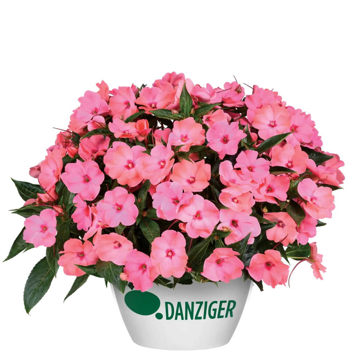 HARMONY® COLORFALL™ Flamingo