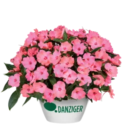 HARMONY® COLORFALL™ Flamingo