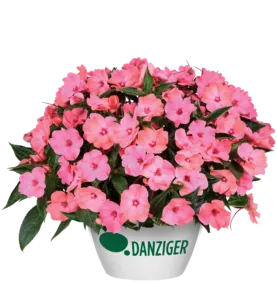 HARMONY® COLORFALL™ Flamingo