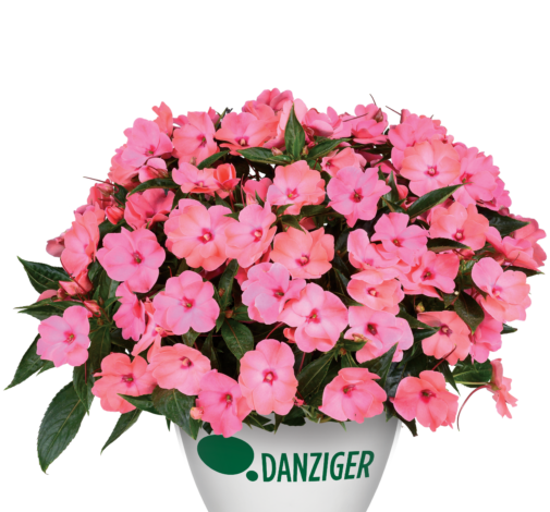 HARMONY® COLORFALL™ Flamingo