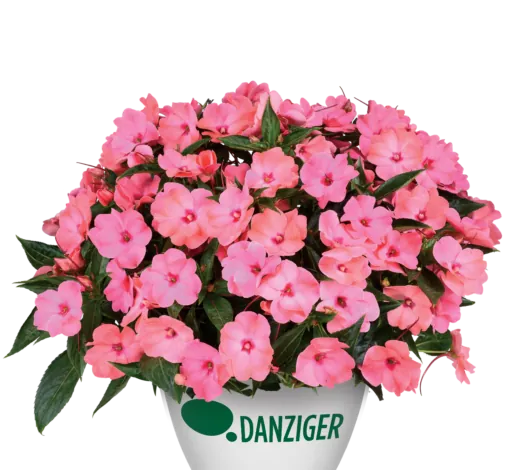 HARMONY® COLORFALL™ Flamingo