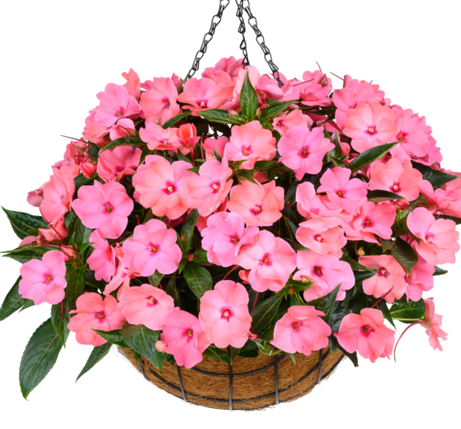 HARMONY® COLORFALL™ Flamingo