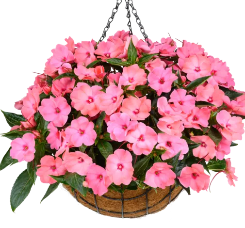 HARMONY® COLORFALL™ Flamingo