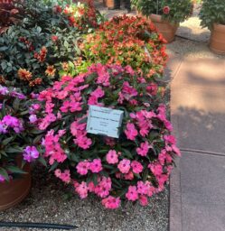 HARMONY® COLORFALL™ Flamingo