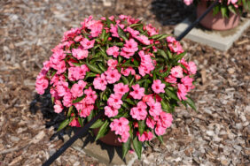 HARMONY® COLORFALL™ Flamingo