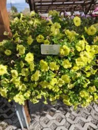 Capella™ Hello Sunshine