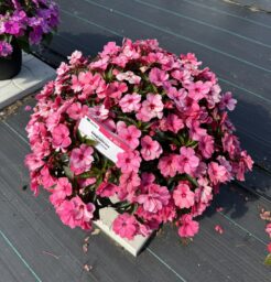 HARMONY® COLORFALL™ Flamingo