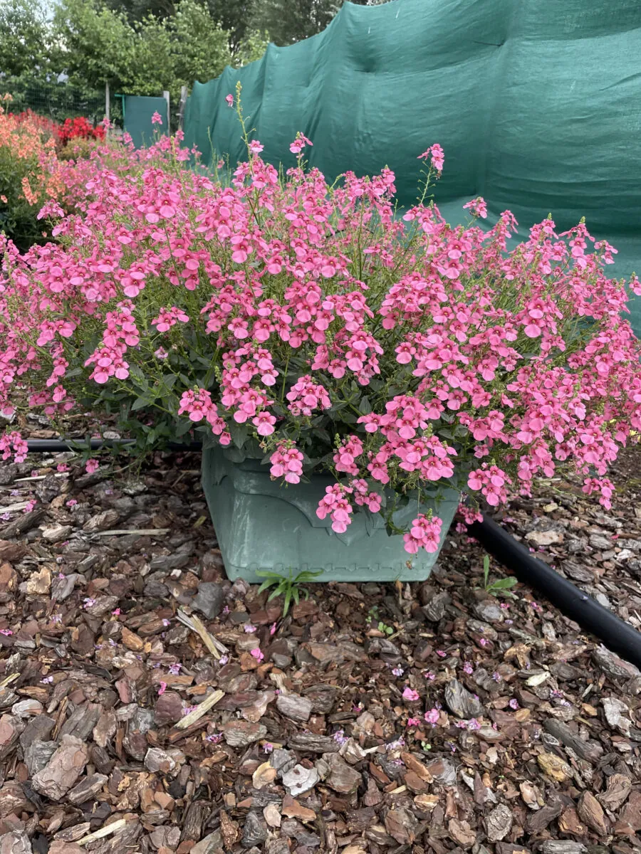 TRINITY™ Pink