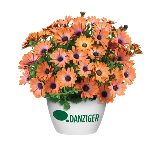 BESTIES™ Inspiring Orange