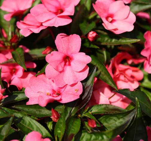 HARMONY® COLORFALL™ Flamingo