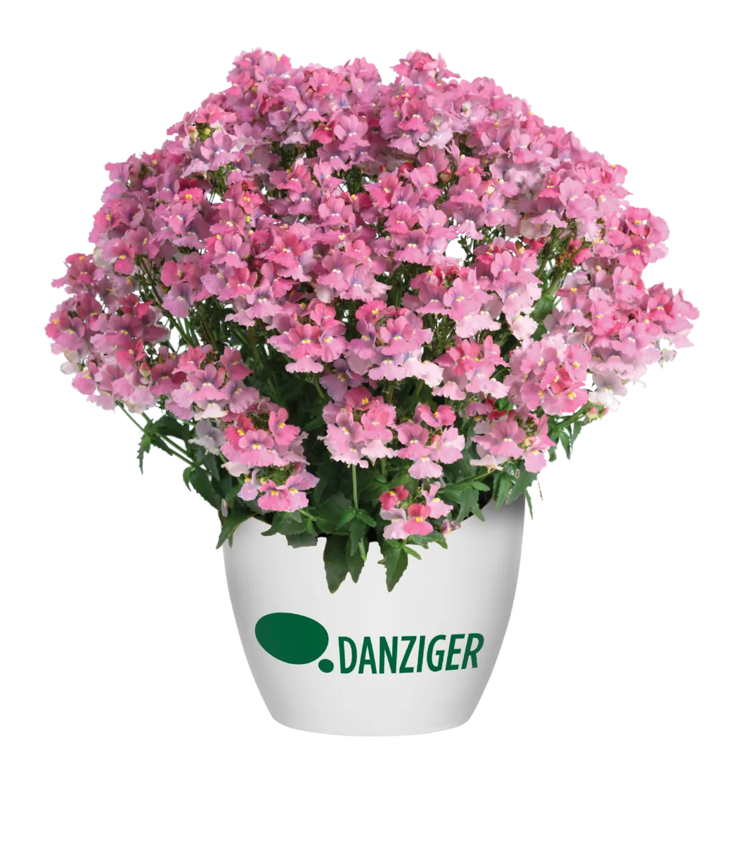 NESIA™ Pink Crush