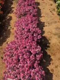 NESIA™ Pink Crush