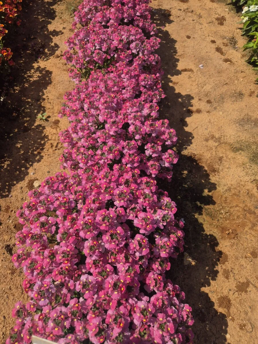 NESIA™ Pink Crush