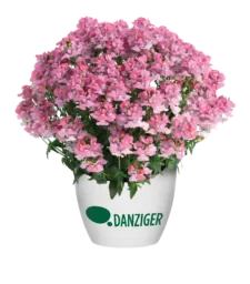 NESIA™ Pink Crush