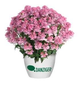 NESIA™ Pink Crush