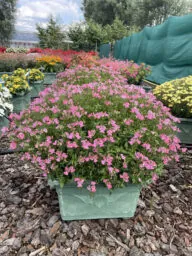 NESIA™ Pink Crush