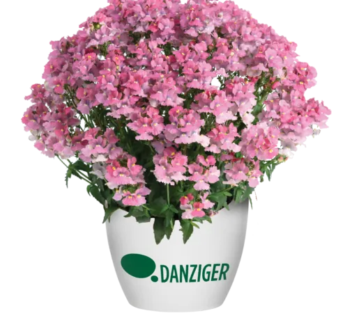 NESIA™ Pink Crush