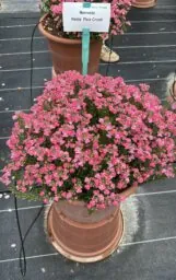 NESIA™ Pink Crush