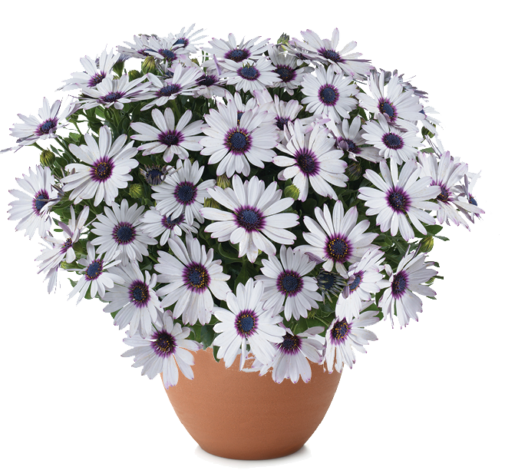 BESTIES™ Trusty Amethyst