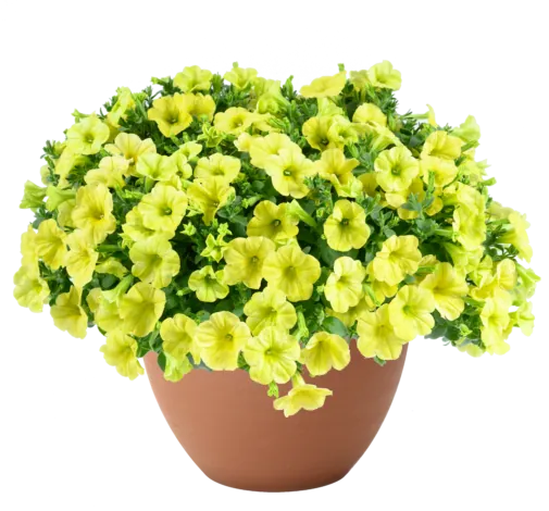 Capella™ Hello Sunshine