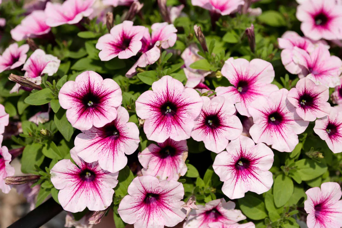 CAPELLA™ Berry Lace - Danziger