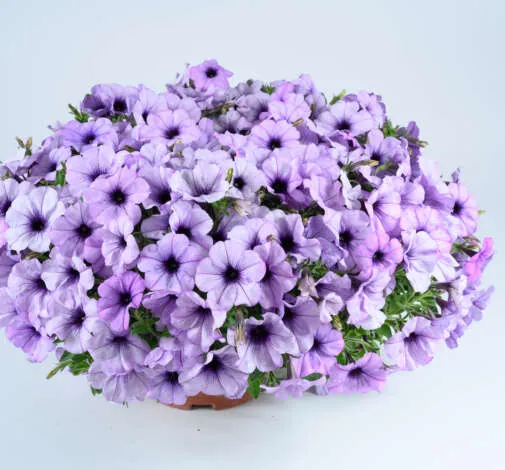 CASCADIAS™ Lavender Ice