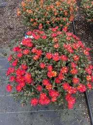 PAZZAZ NANO™ Scarlet Twist