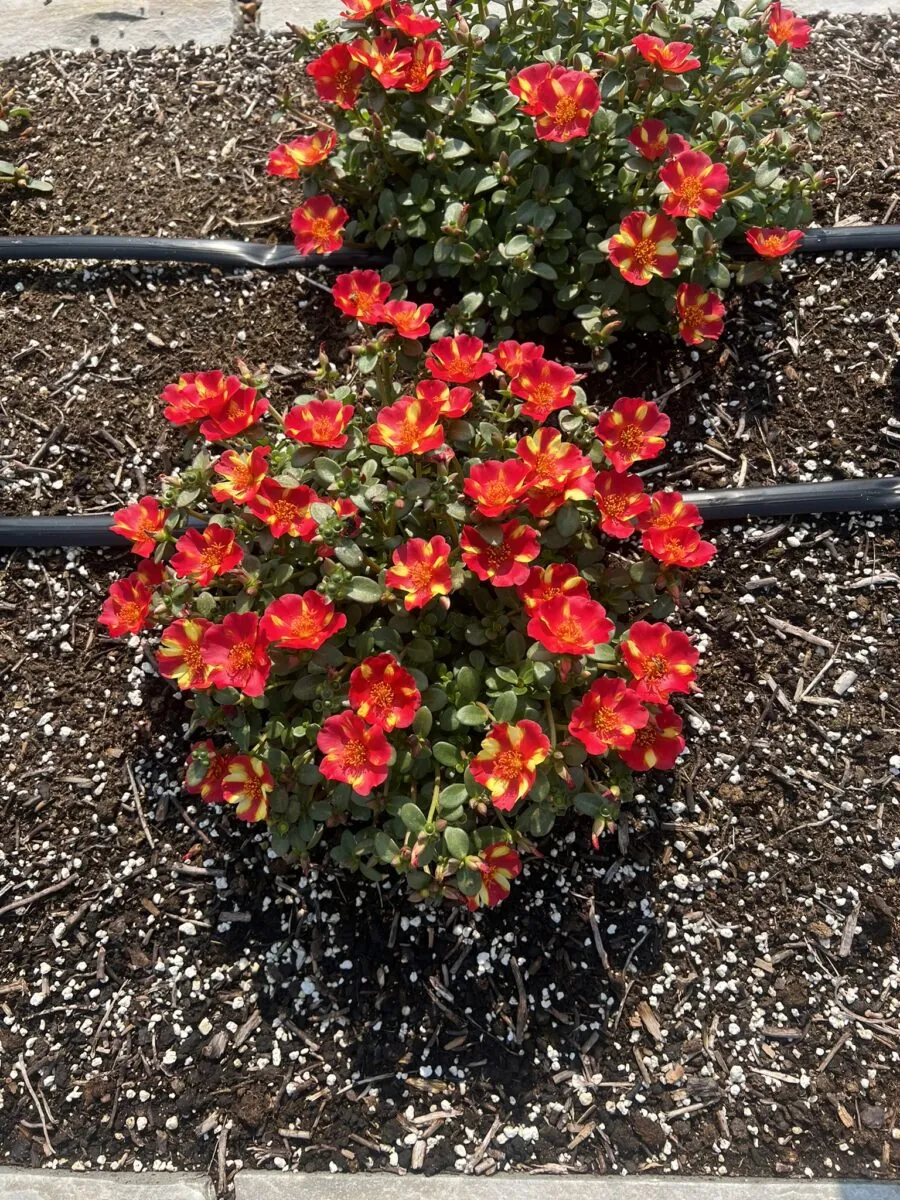 PAZZAZ NANO™ Scarlet Twist
