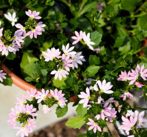 BLESSING™ Bicolor Rose