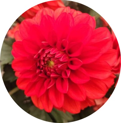 Darlin’™ Scarlet