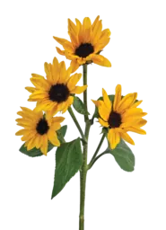 SUNOVA™